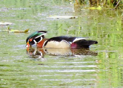 Wood Duck