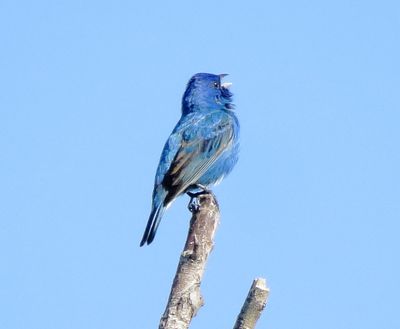 Indigo Bunting