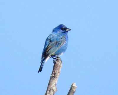 Indigo Bunting