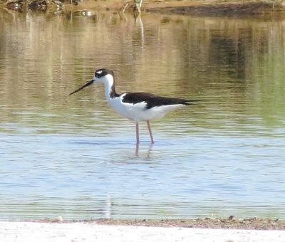 Black-Necked Stilt