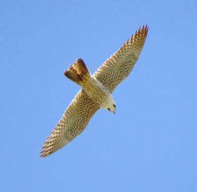 Peregrine Falcon