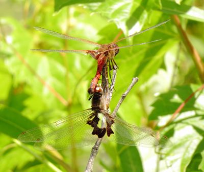 Red Saddlebags