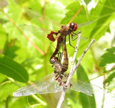 Red Saddlebags