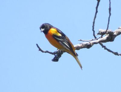 Baltimore Oriole