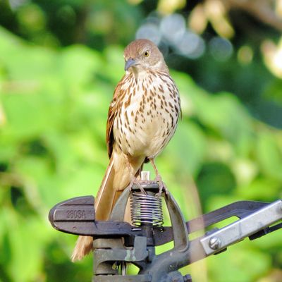 Brown Thrasher
