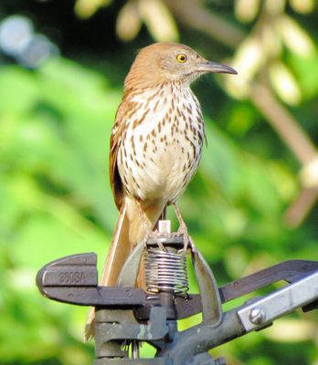 Brown Thrasher