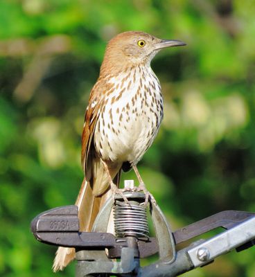 Brown Thrasher