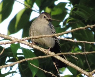 Gray Catbird