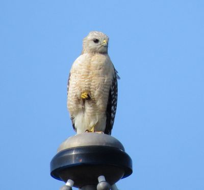 Red-Shouldered Hawk