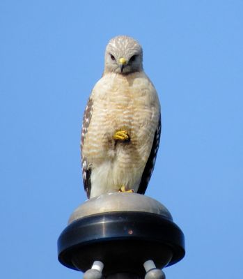Red-Shouldered Hawk
