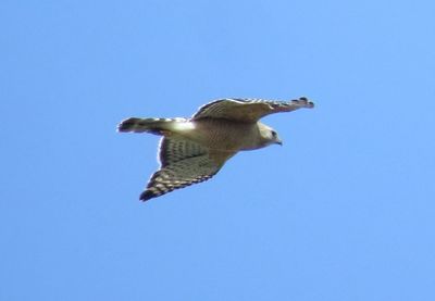 Red-Shouldered Hawk