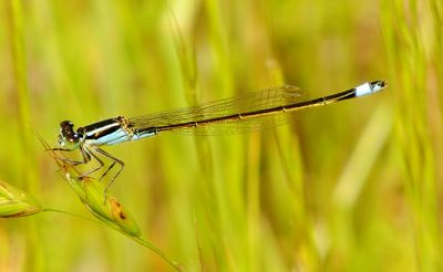 Rambur's Forktail