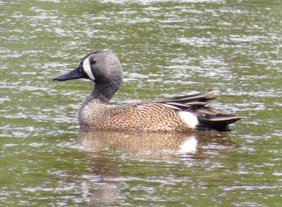 Blue-Winged Teal