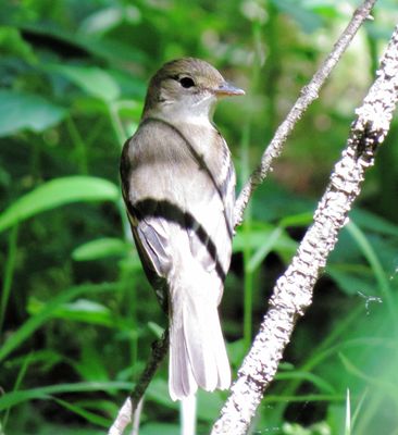 Alder Flycatcher
