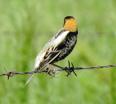 Bobolink