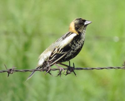 Bobolink