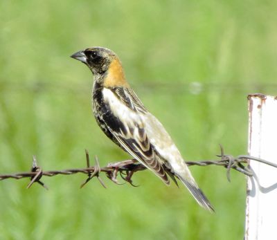 Bobolink