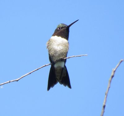Ruby-Throated Hummingbird