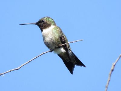 Ruby-Throated Hummingbird