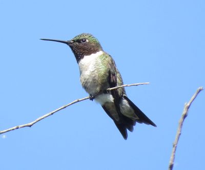 Ruby-Throated Hummingbird