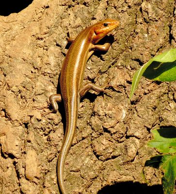 Broad-Headed Skink