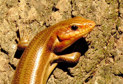 Broad-Headed Skink