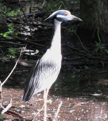 Yellow-Crowned Night Heron