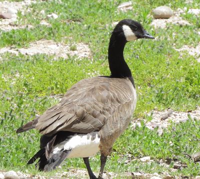 Cackling Goose
