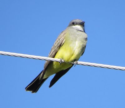 Cassin's Kingbird