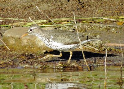 Spotted Sandpiper