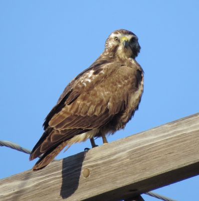 Swainson's Hawk