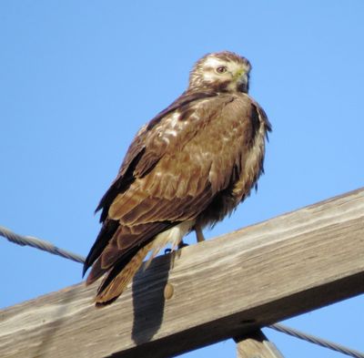 Swainson's Hawk