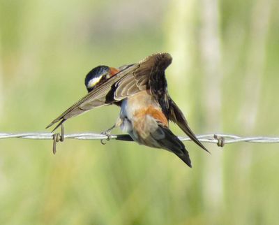 Cliff Swallow