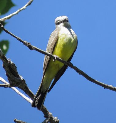 Western Kingbird