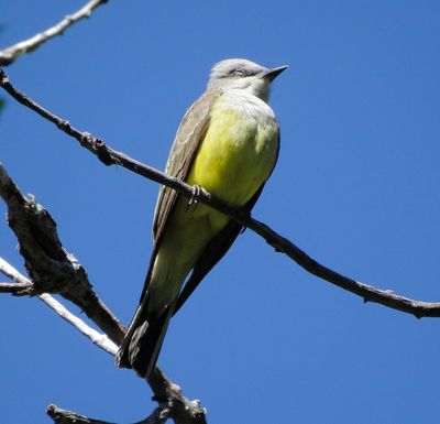 Western Kingbird
