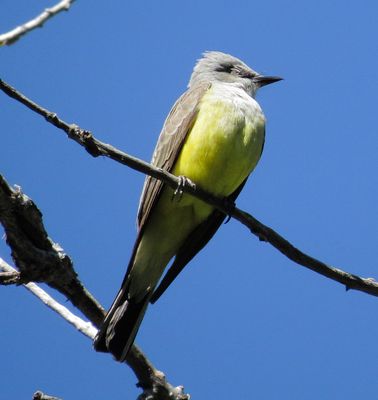 Western Kingbird
