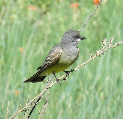 Cassin's Kingbird