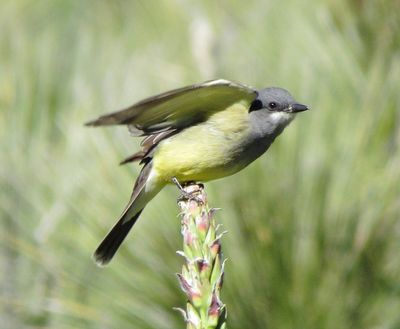 Cassin's Kingbird