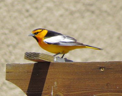 Bullock's Oriole