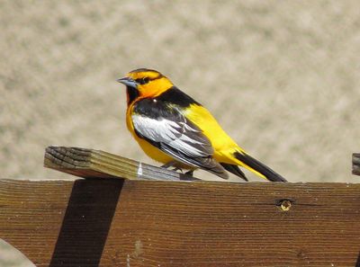 Bullock's Oriole