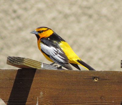Bullock's Oriole