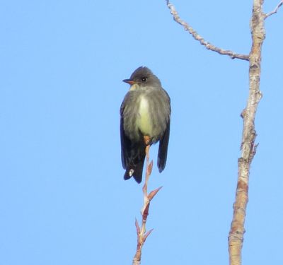 Olive-Sided Flycatcher