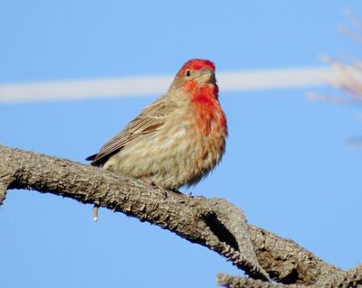 House Finch