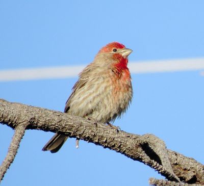 House Finch