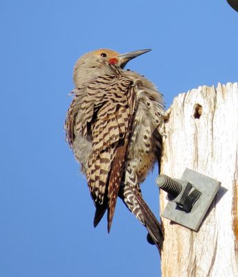Northern Flicker