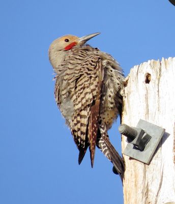 Northern Flicker