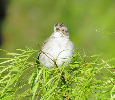 Brewer's Sparrow