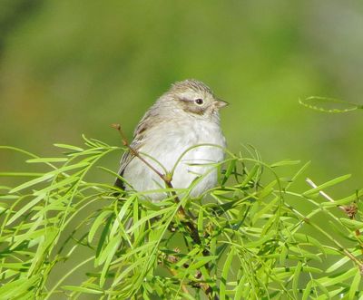 Brewer's Sparrow