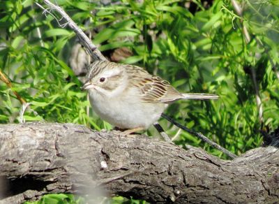 Brewer's Sparrow