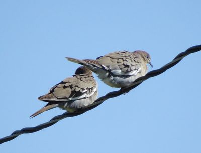 White-Winged Dove